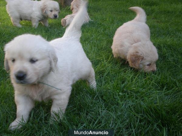 SE VENDEN CACHORROS GOLDEN RETRIEVER CON PEDIGREE