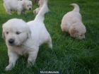 SE VENDEN CACHORROS GOLDEN RETRIEVER CON PEDIGREE - mejor precio | unprecio.es