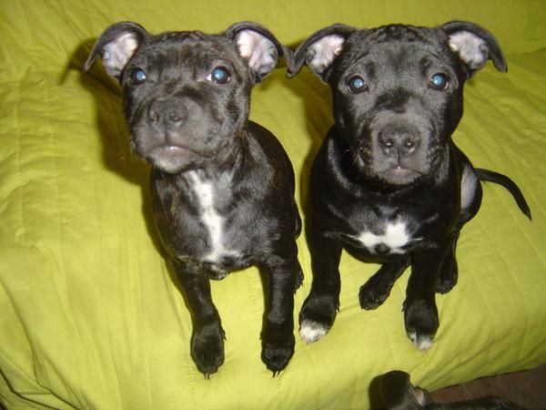 staffordshire bull terrier