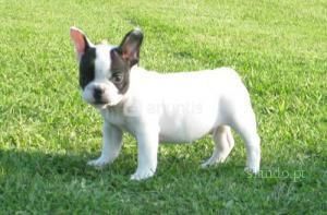 Ultimos cachorros de Bulldog Frances