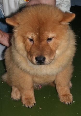 Vendo cachorritos de Chow-chow, ¡tu oportunidad!