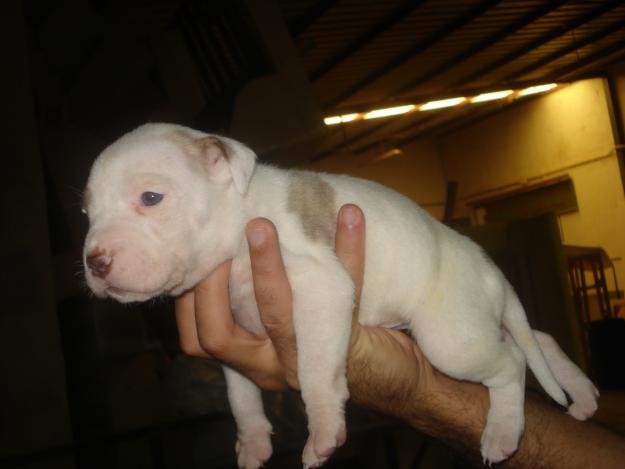 vVENDO CAMADA DE CACHORROS PITBULL