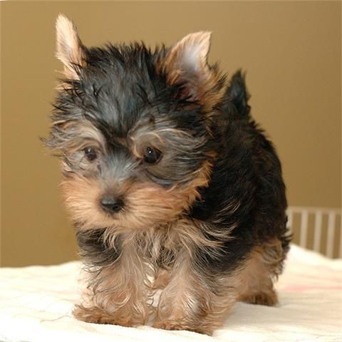 Yorkie cachorros disponibles 200euros