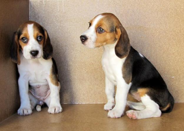 Beagles, 250€