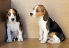 Beagles, 250€ - mejor precio | unprecio.es