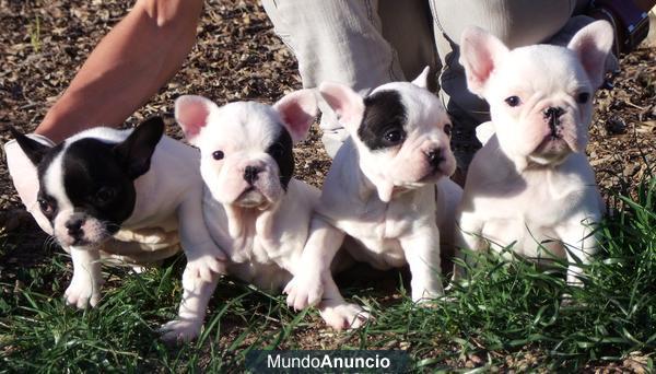 BULLDOG FRANCES BARCELONA 350€.