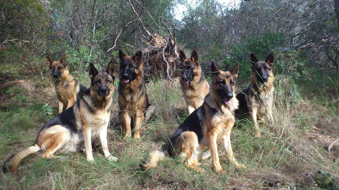 Cachorros Pastor Aleman con Pedigree