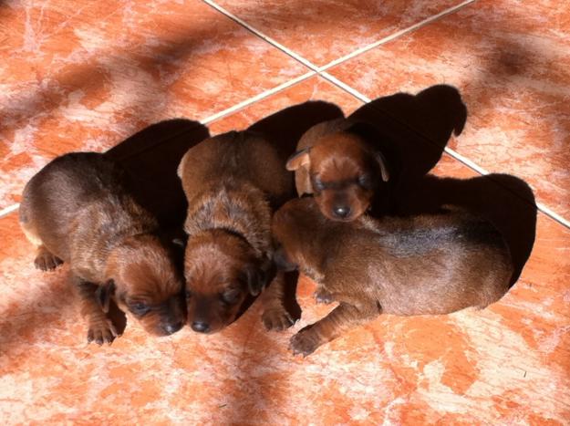 CACHORROS  PINSCHER