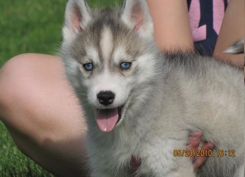 Husky siberiano cachorro listo para su familia.