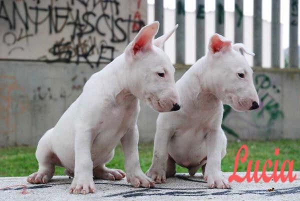 Impresionantes cachorros de Bullterrier