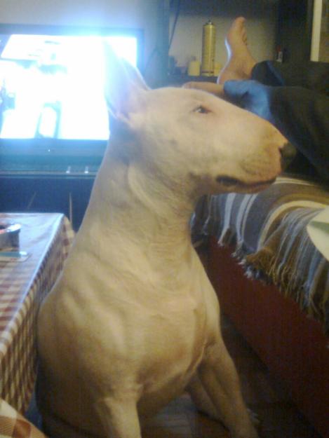 quiero cruzar mi bull terrier hembra