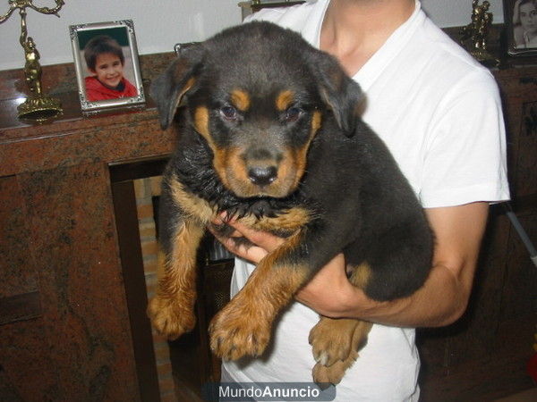 Rottweiler,cachorra dos meses,pedigree.