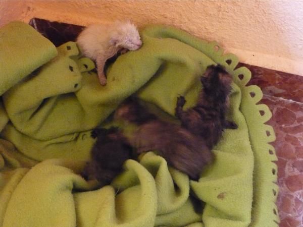 se regalan gatitos a personas reponsables. 1 semana, madre siamesa