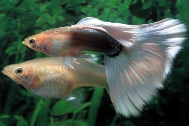 vendo guppys , cola de espada y caracoles planorbis