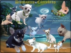 Diamantes cántabros chihuahuas - mejor precio | unprecio.es