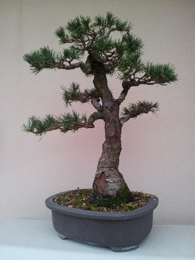 Bonsai - cuidados