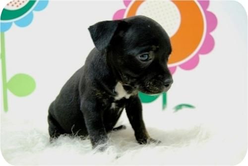 Cachorritos de Staffordshire Bullterrier.