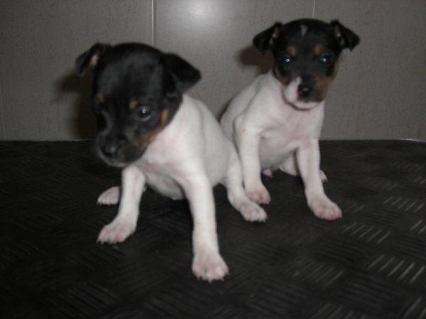 CACHORROS DE BODEGUEROS PRECIOS MAGNIFICOS. CACHORROS FUERTES, CON MUCHA ENERGIA