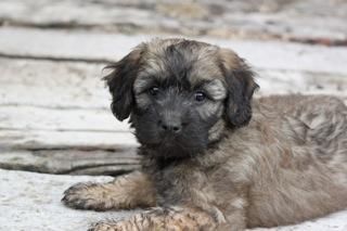 CACHORROS GOS D´ATURA CATALA, buscan calor de hogar,  ultimos ejemplares