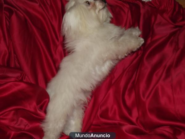 coton de tulear macho para montas