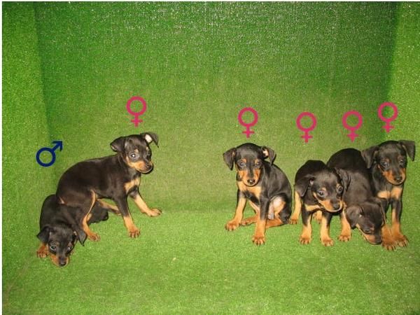 PINSCHER MINI, NEGRO FUEGO,  260  euros