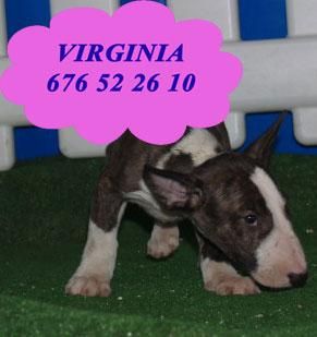 Preciosa camada de Bullterrier, urge vender