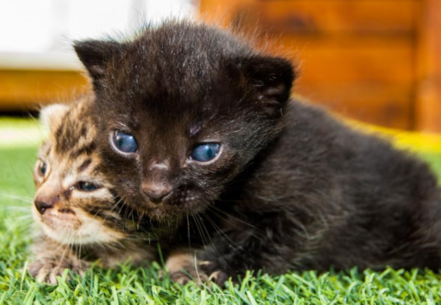 regalo estos gatitos