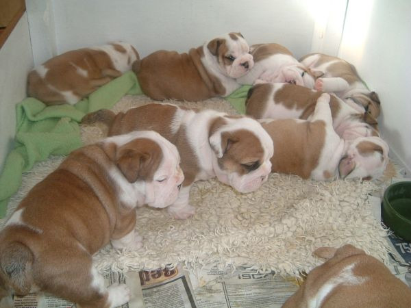 Regalo macho y hembra bulldog ingles cachorros