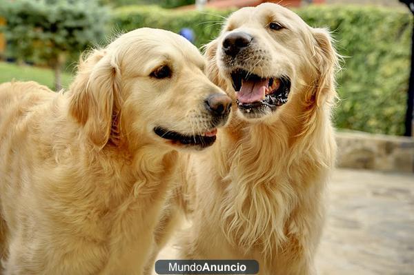 Se venden cahorros de Golden Retriever 250 euros