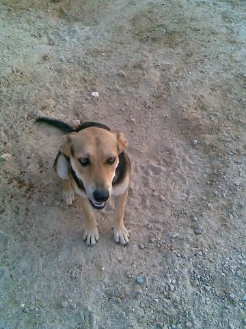 tesa, cachorra cruce pastora alemana busca familia