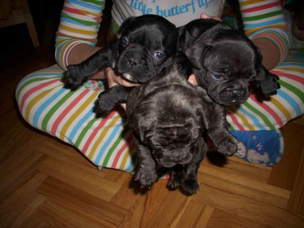 vendo cachorritos de bulldog frances