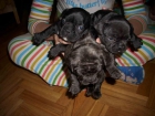 vendo cachorritos de bulldog frances - mejor precio | unprecio.es