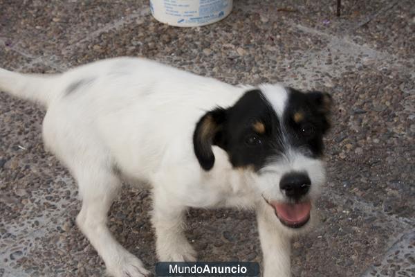 2 CACHORRILLOS se van calle es muy urgente!!!