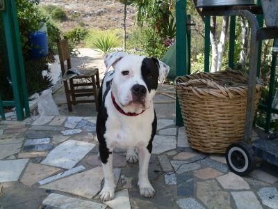 American Staffordshire para montas.