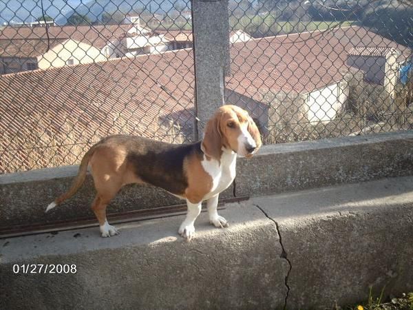 Basset Artesiano Normando