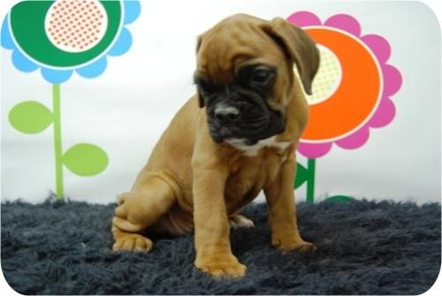 Cachorritos de Boxer en diferentes tonalidades.