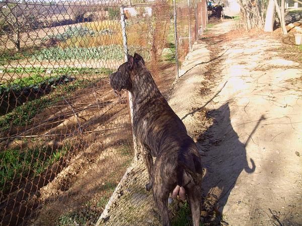 cachorros de presa canario