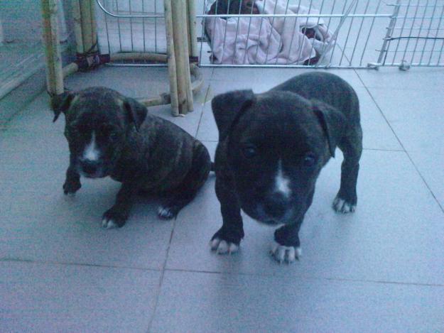 cachorros pitbull