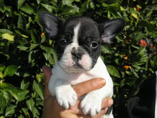 cachorros por navidad