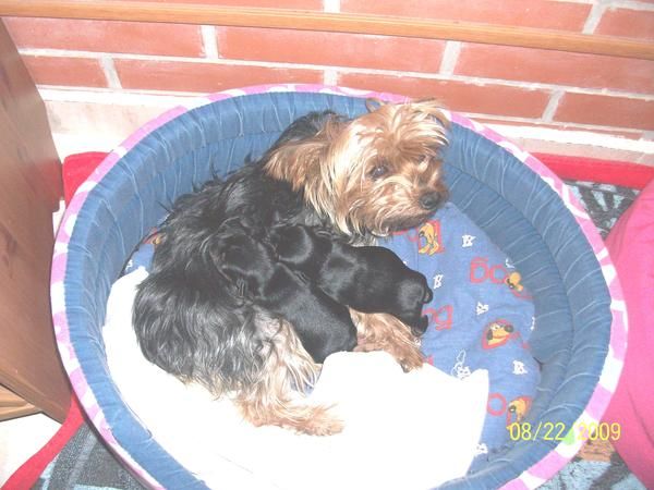 CAMADA YORKSHIRE TERRIER 1.700 GRAMOS