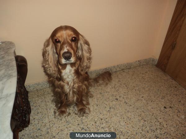 coker spaniel macho dorado 3 años mediano