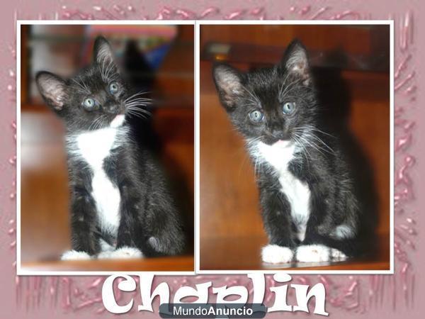 Gatito Chaplin busca un hogar, miauu