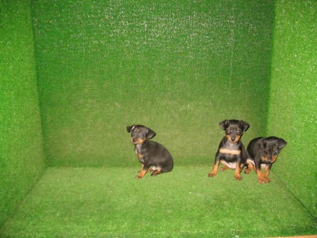 SE VENDEN CACHORRITOS DE PINSCHER MINIATURA  290€ Y TECKEL MINIS DE PELO LISO 270€