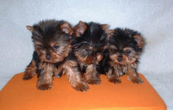 ultimos cachorros de cocker ingles 200E y yorkshire terrier 300E