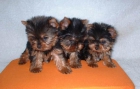 ultimos cachorros de cocker ingles 200E y yorkshire terrier 300E - mejor precio | unprecio.es