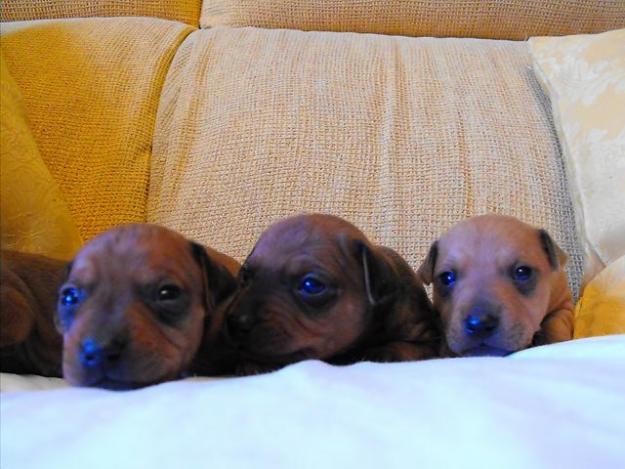 Vendo cachorros Pinscher a 200 euros