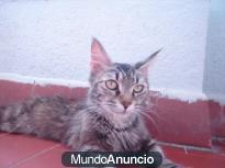 MAINE COON EL GIGANTE DE LOS GATOS