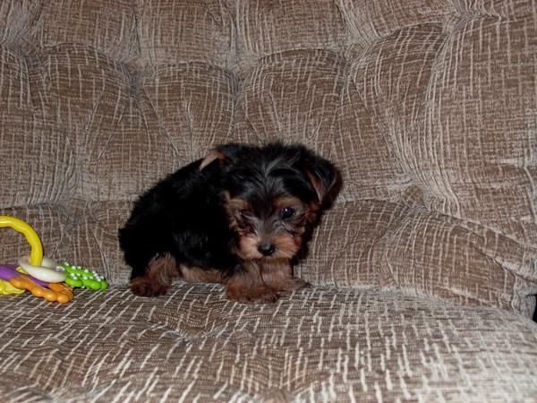 Perro Precioso Cachorro Yorkshire Terrier Pedigree