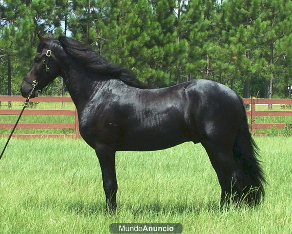 Preciosa friesian gelding buscando un amante y cuidar el hogar