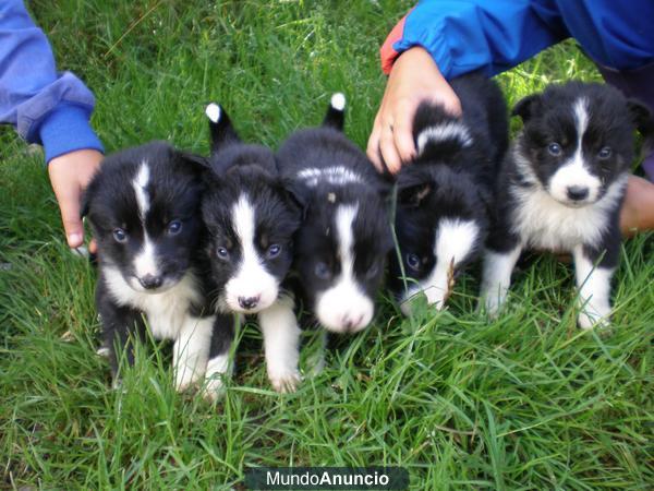 Se venden 4 cachorros de border collie